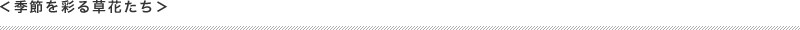 季節を彩る草花たち